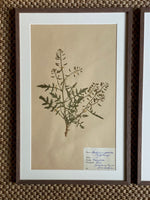 Load image into Gallery viewer, KEPT London Stock A set of three framed herbariums
