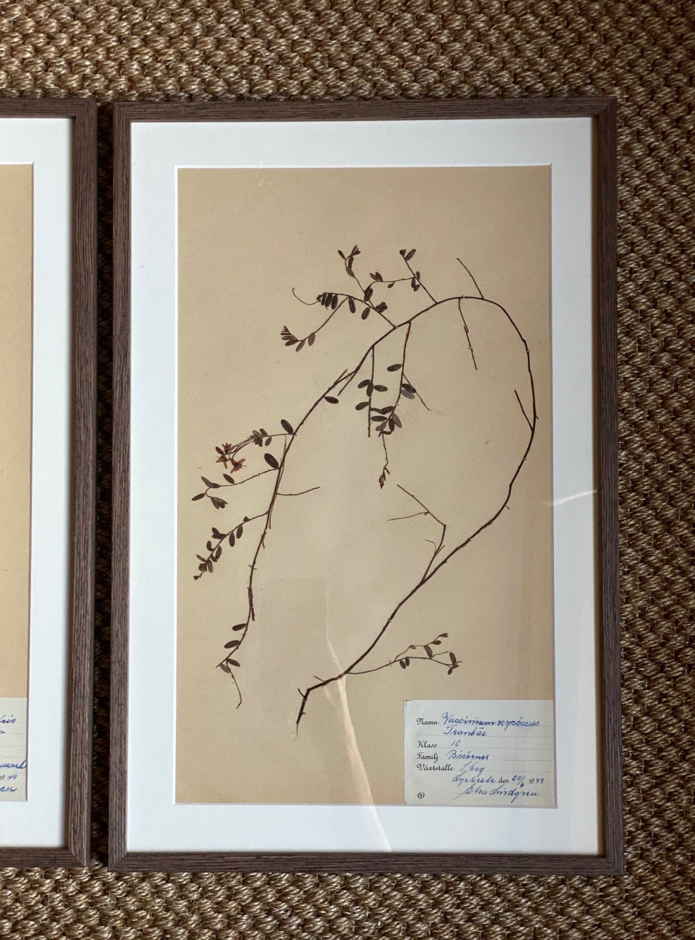 KEPT London Stock A set of three framed herbariums