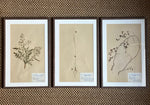Load image into Gallery viewer, KEPT London Stock A set of three framed herbariums

