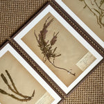 Load image into Gallery viewer, KEPT London Stock A set of three herbarium specimens, framed

