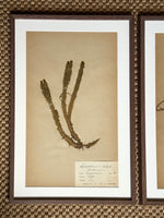 Load image into Gallery viewer, KEPT London Stock A set of three herbarium specimens, framed
