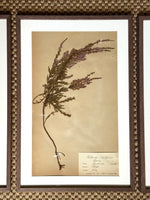Load image into Gallery viewer, KEPT London Stock A set of three herbarium specimens, framed
