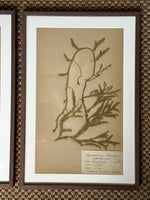 Load image into Gallery viewer, KEPT London Stock A set of three herbarium specimens, framed
