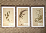 Load image into Gallery viewer, KEPT London Stock A set of three herbarium specimens, framed

