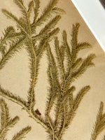 Load image into Gallery viewer, KEPT London Stock A set of three herbarium specimens, framed
