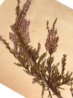 Load image into Gallery viewer, KEPT London Stock A set of three herbarium specimens, framed
