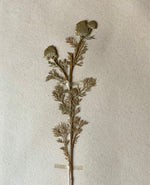 Load image into Gallery viewer, KEPT London Stock A set of three herbariums, framed
