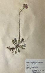 Load image into Gallery viewer, KEPT London Stock A set of three herbariums, framed
