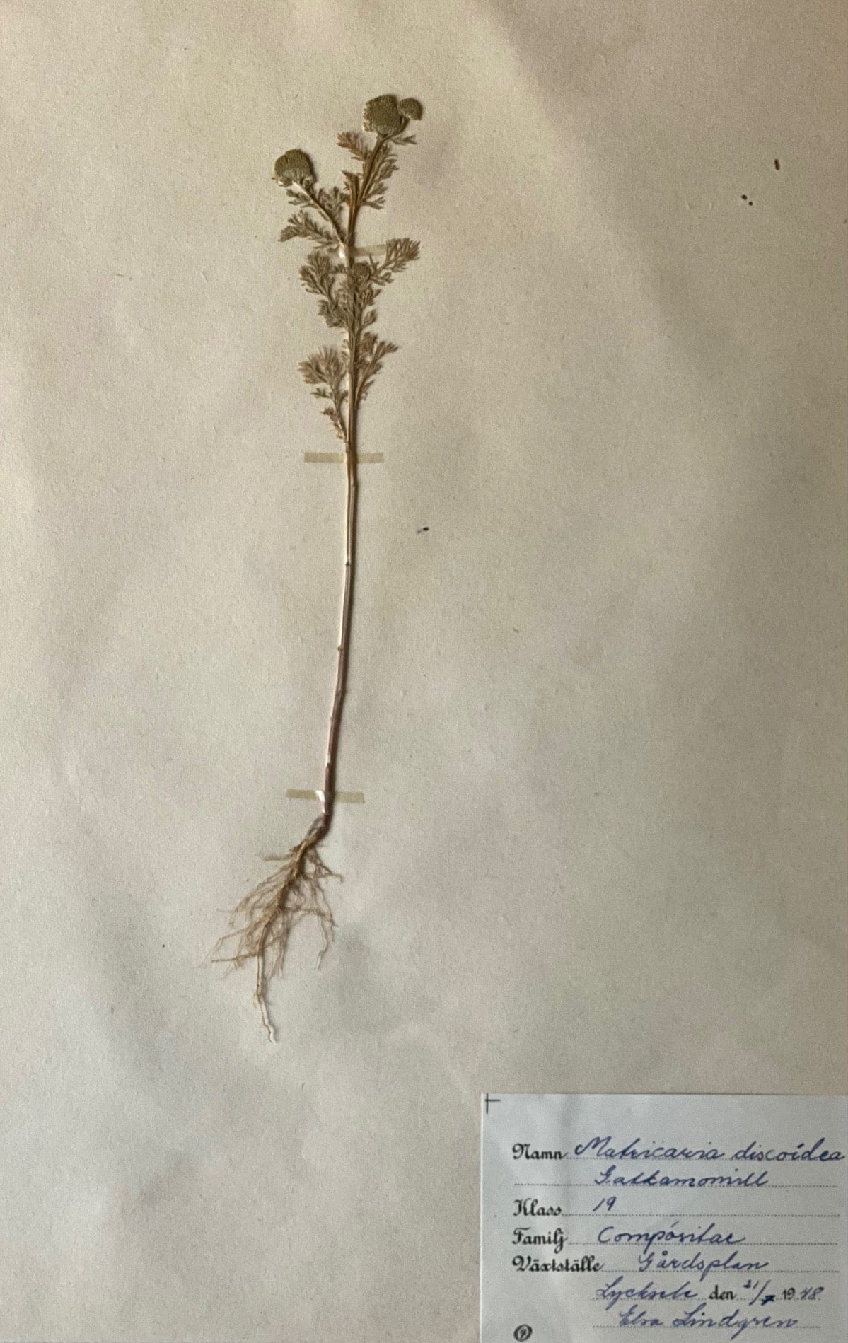 KEPT London Stock A set of three herbariums, framed