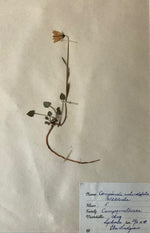 Load image into Gallery viewer, KEPT London Stock A set of three herbariums, framed
