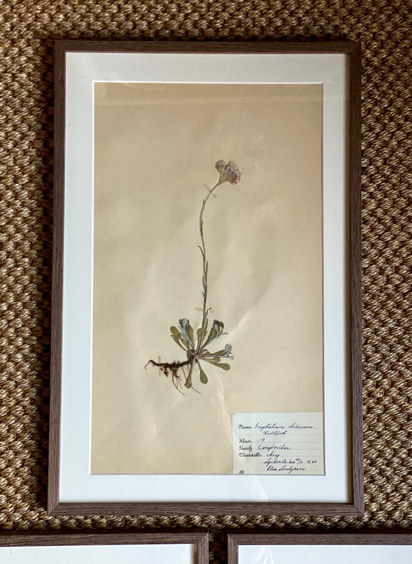 KEPT London Stock A set of three herbariums, framed