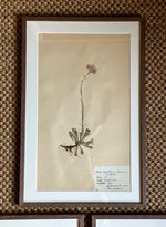 Load image into Gallery viewer, KEPT London Stock A set of three herbariums, framed
