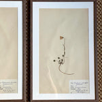 Load image into Gallery viewer, KEPT London Stock A set of three herbariums, framed
