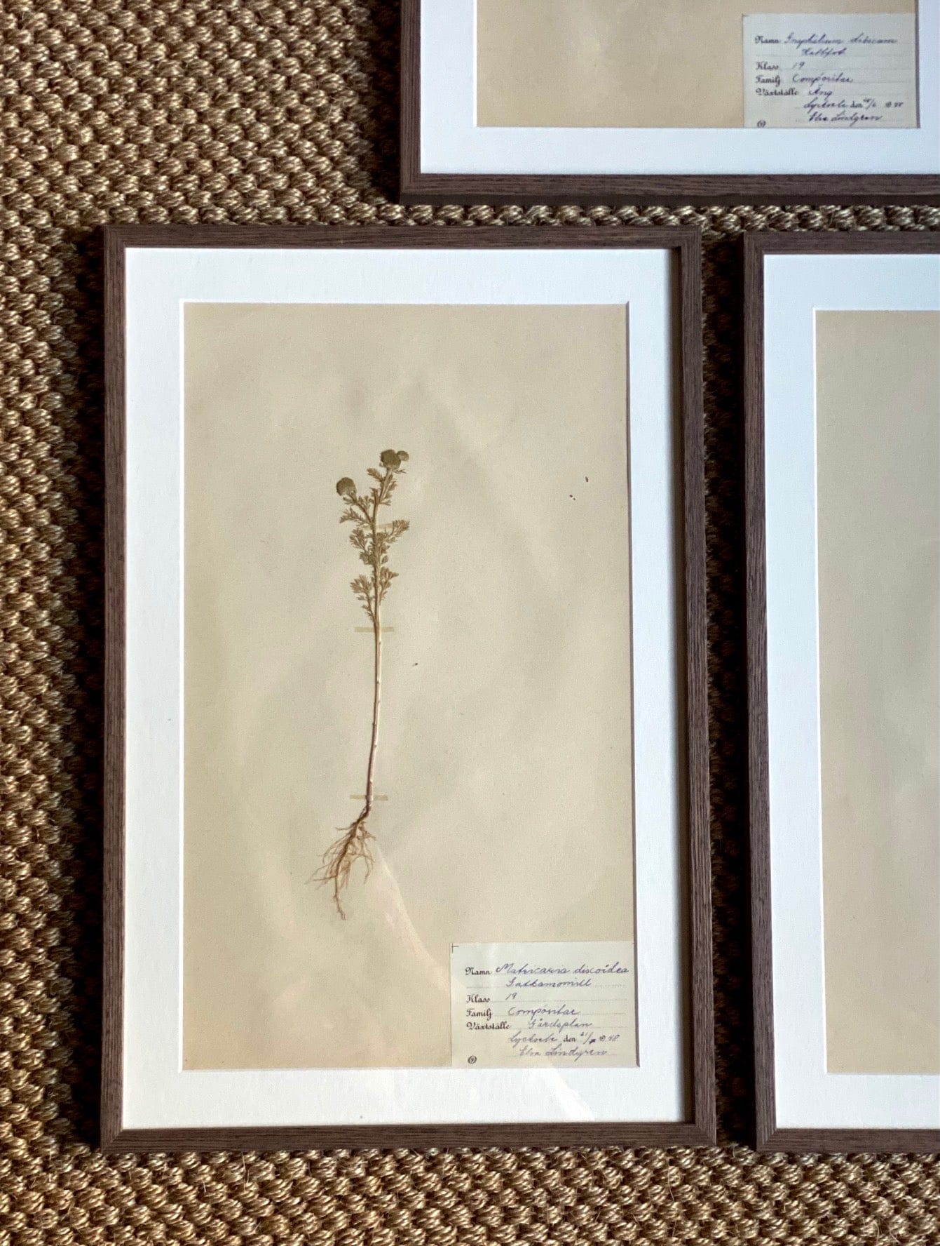 KEPT London Stock A set of three herbariums, framed