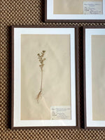 Load image into Gallery viewer, KEPT London Stock A set of three herbariums, framed
