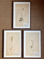 Load image into Gallery viewer, KEPT London Stock A set of three herbariums, framed
