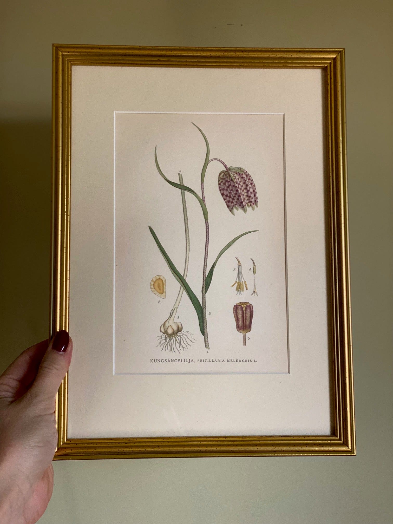 KEPT London Stock Fritillaria botanical print