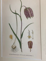 Load image into Gallery viewer, KEPT London Stock Fritillaria botanical print
