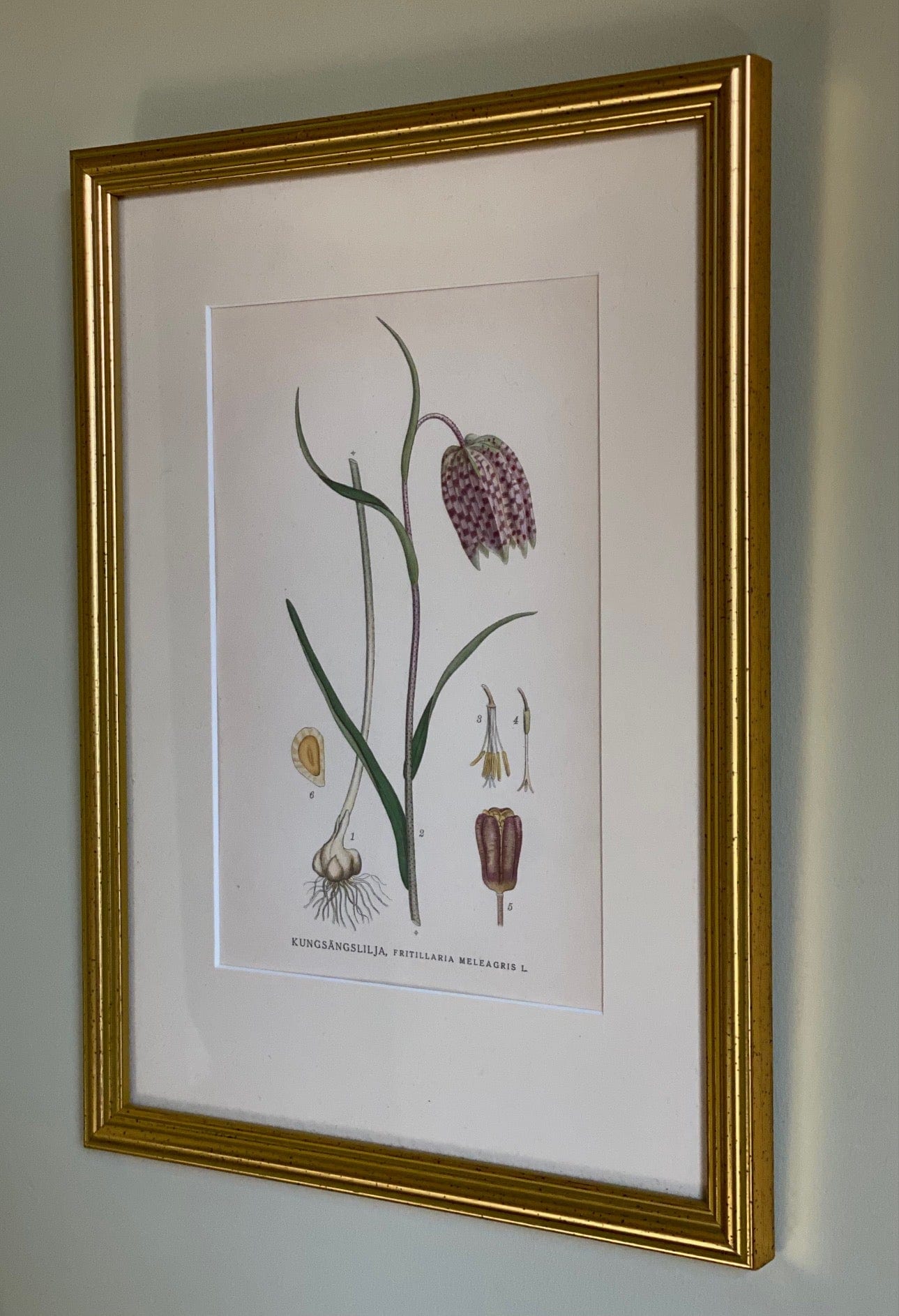 KEPT London Stock Fritillaria botanical print