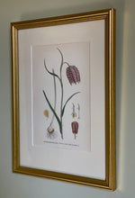 Load image into Gallery viewer, KEPT London Stock Fritillaria botanical print
