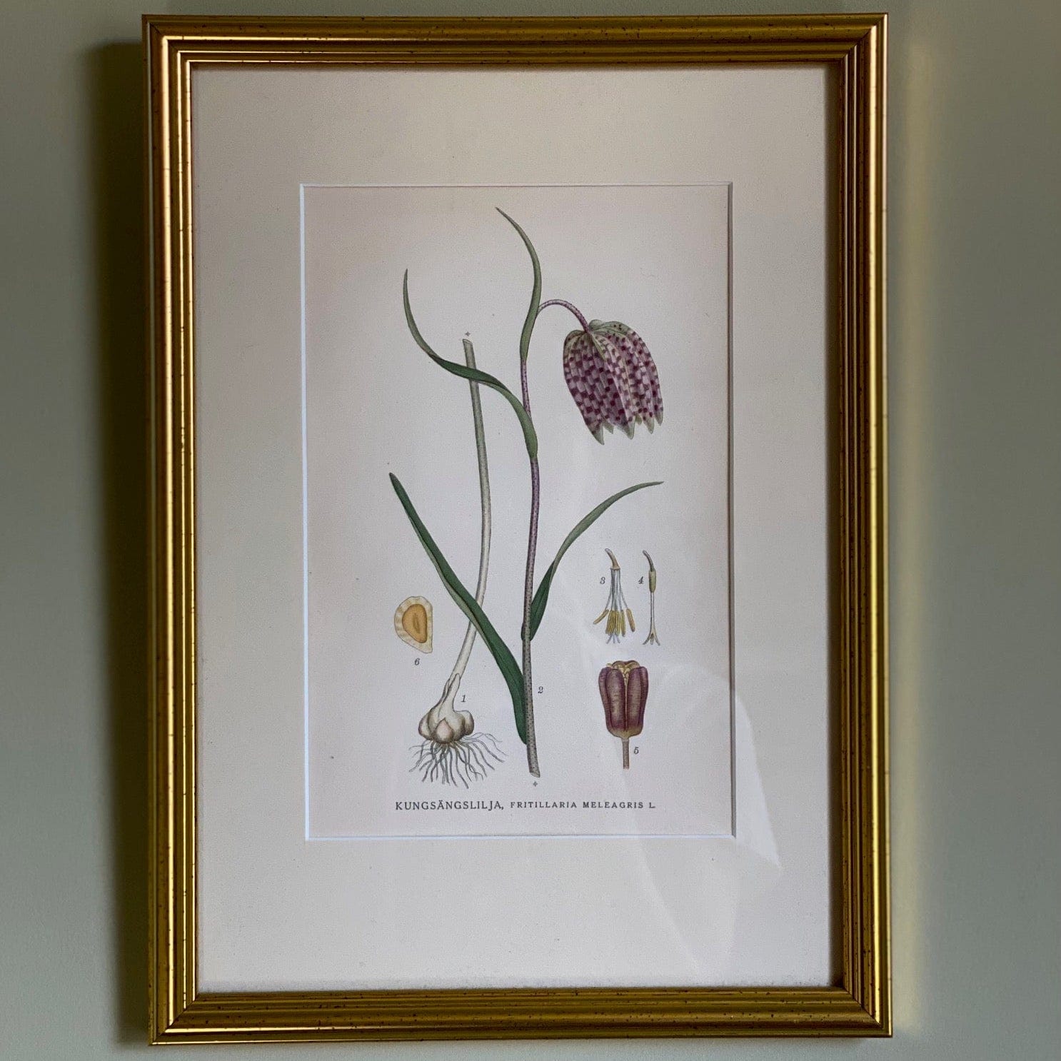 KEPT London Stock Fritillaria botanical print