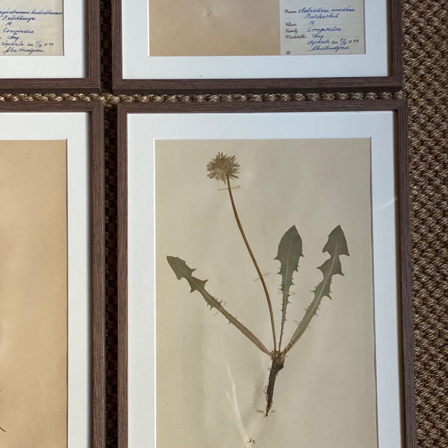 KEPT London Stock Set of four framed herbariums