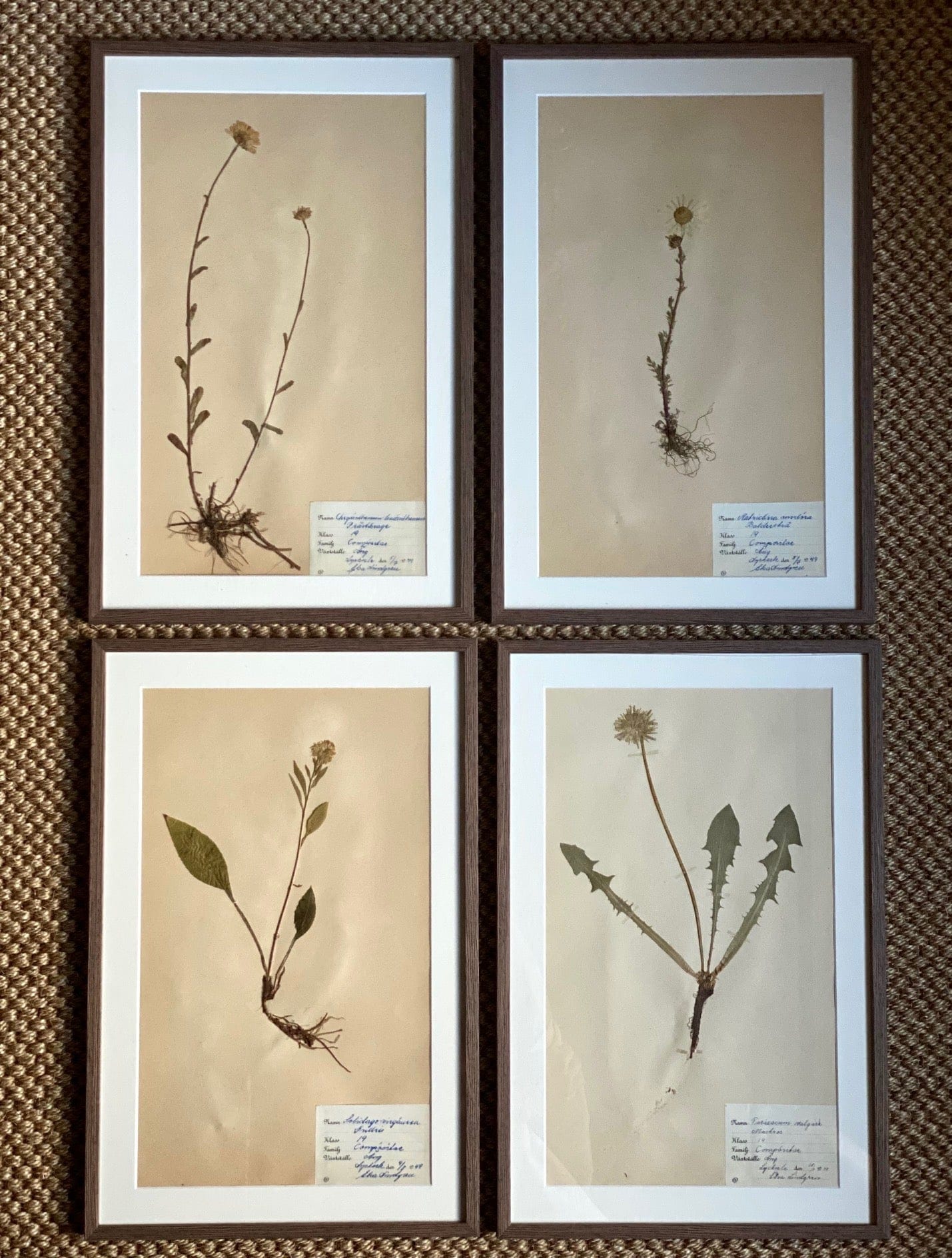 KEPT London Stock Set of four framed herbariums