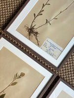 Load image into Gallery viewer, KEPT London Stock Set of four framed herbariums
