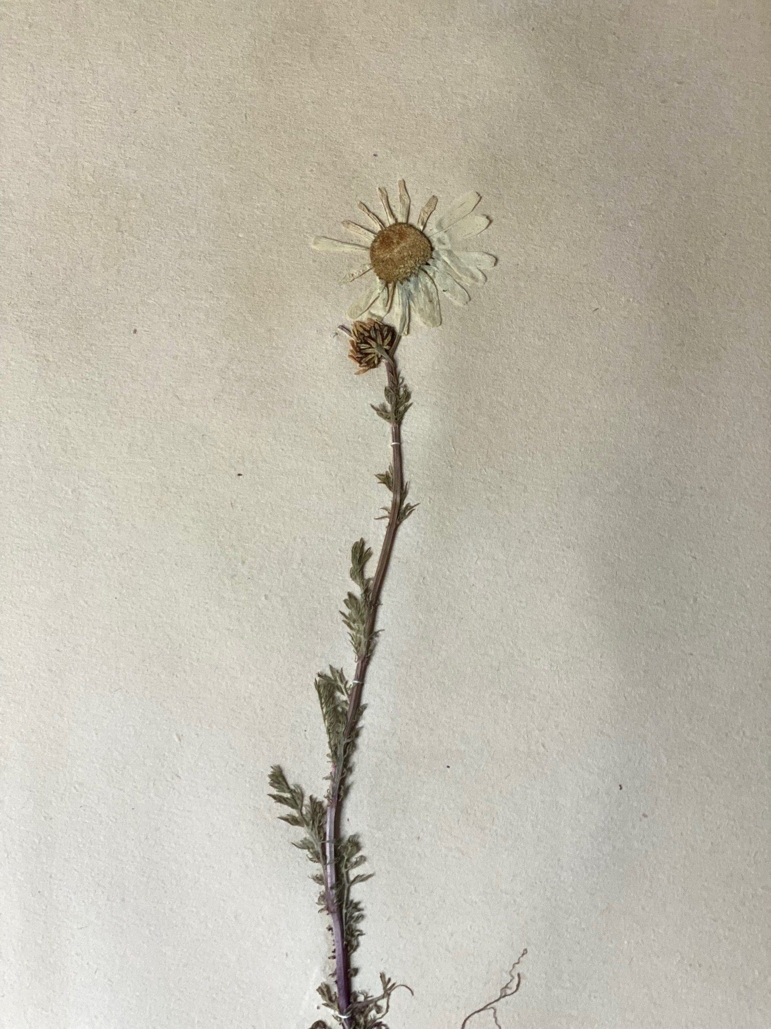 KEPT London Stock Set of four framed herbariums