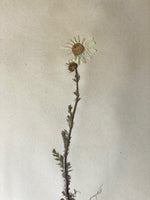 Load image into Gallery viewer, KEPT London Stock Set of four framed herbariums
