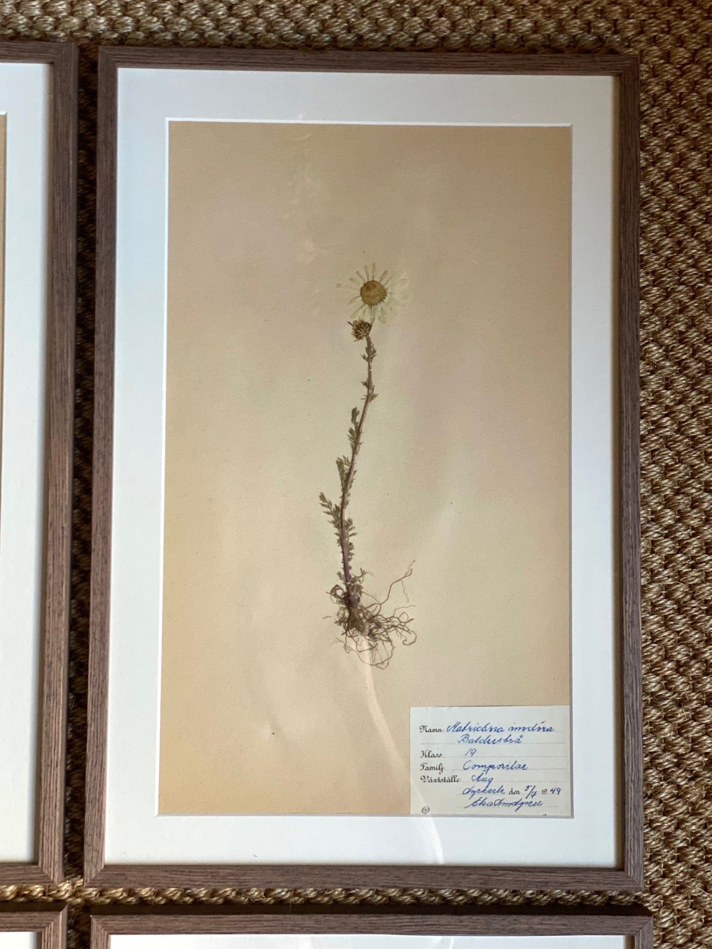 KEPT London Stock Set of four framed herbariums