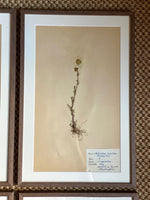 Load image into Gallery viewer, KEPT London Stock Set of four framed herbariums
