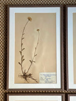 Load image into Gallery viewer, KEPT London Stock Set of four framed herbariums
