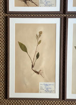 Load image into Gallery viewer, KEPT London Stock Set of four framed herbariums
