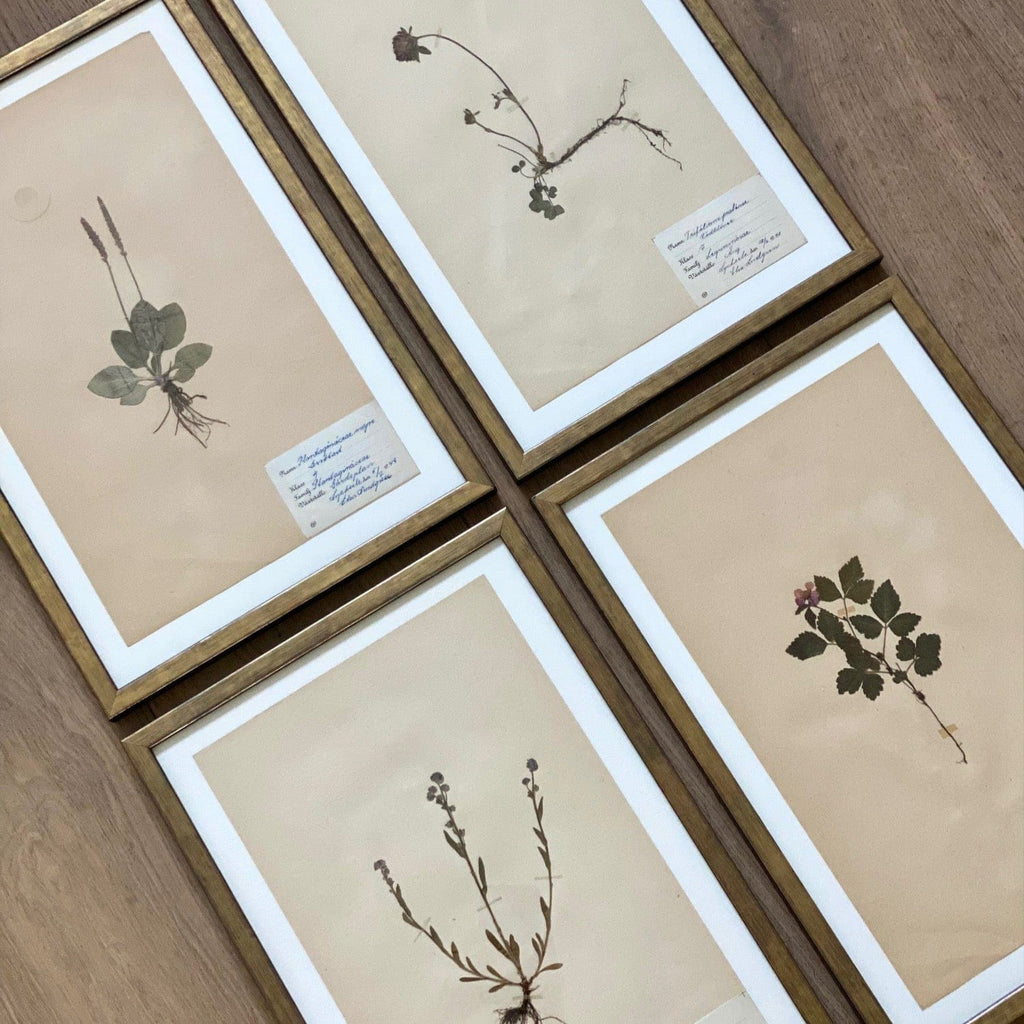 KEPT London Stock Set of four framed Swedish herbariums