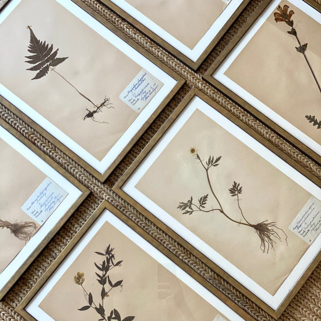 KEPT London Stock Set of six framed Swedish herbariums
