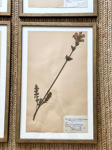 KEPT London Stock Set of six framed Swedish herbariums