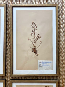 KEPT London Stock Set of six framed Swedish herbariums