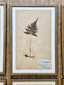 KEPT London Stock Set of six framed Swedish herbariums
