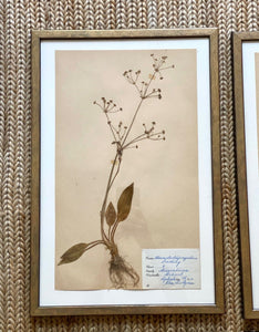 KEPT London Stock Set of six framed Swedish herbariums