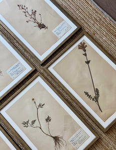 KEPT London Stock Set of six framed Swedish herbariums