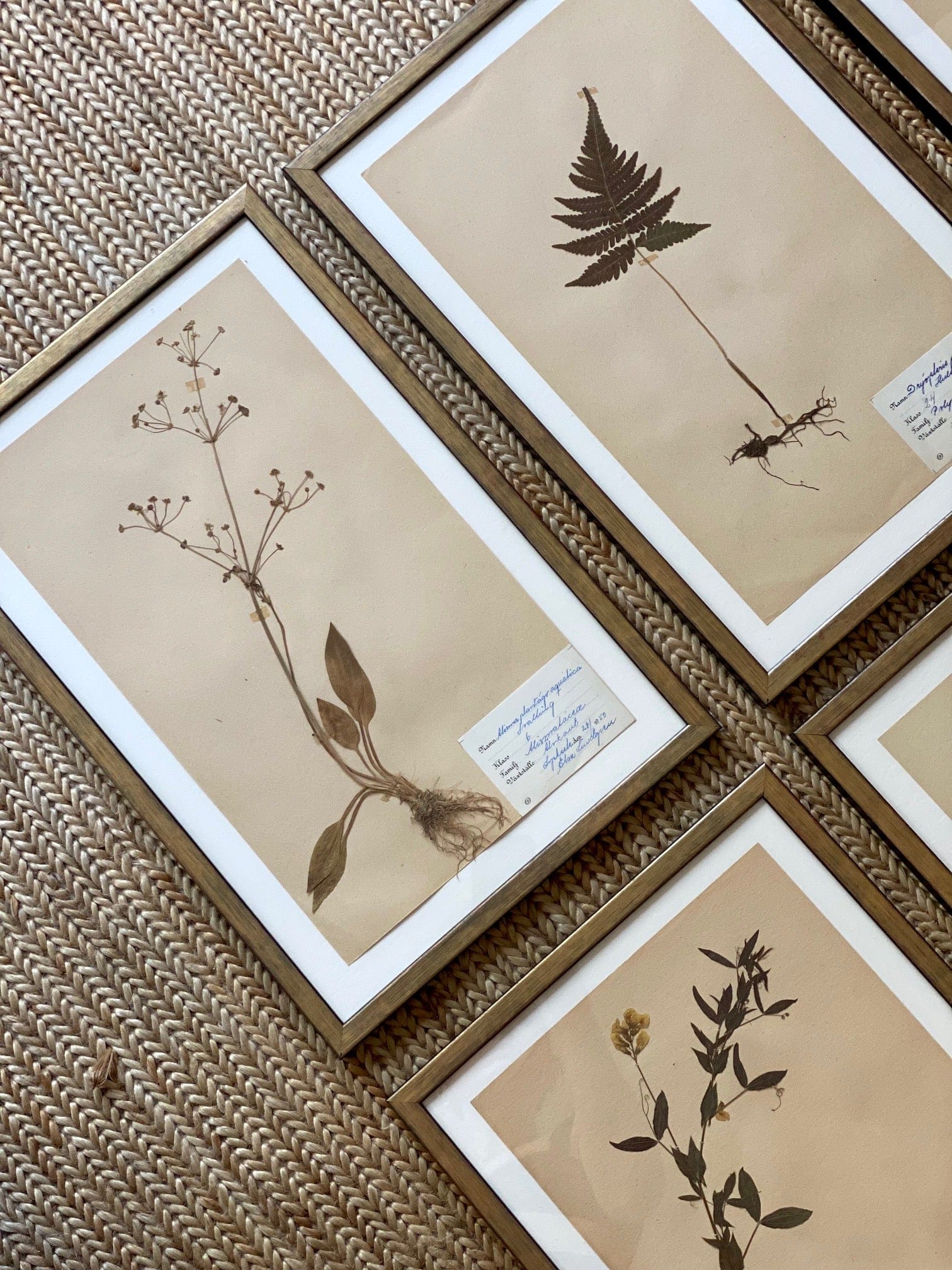KEPT London Stock Set of six framed Swedish herbariums