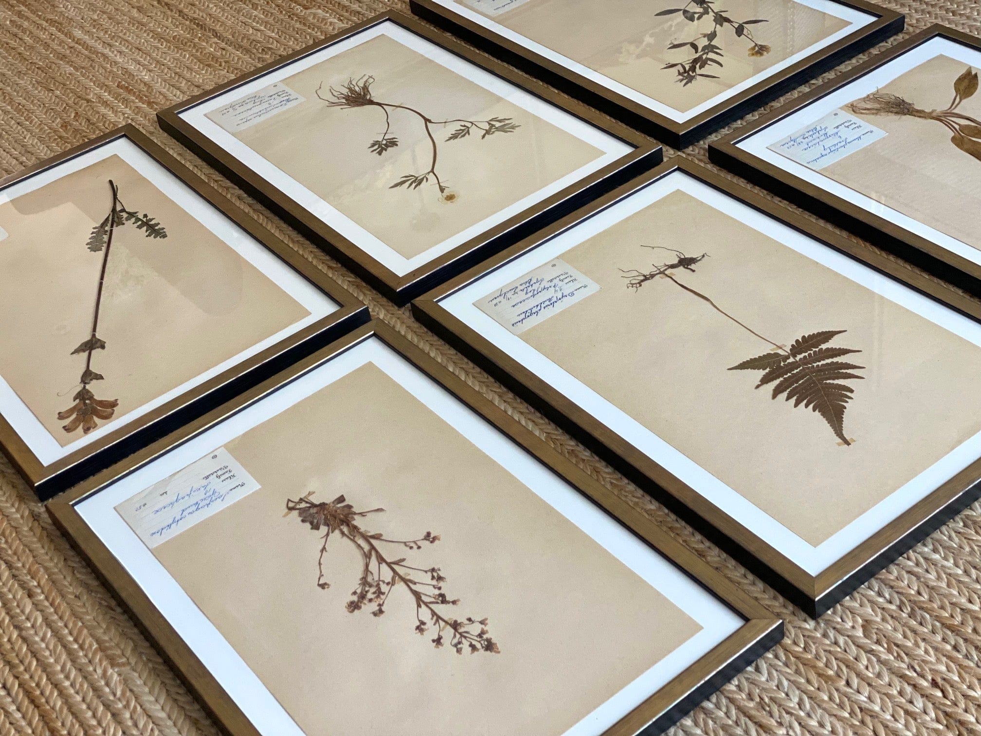 KEPT London Stock Set of six framed Swedish herbariums
