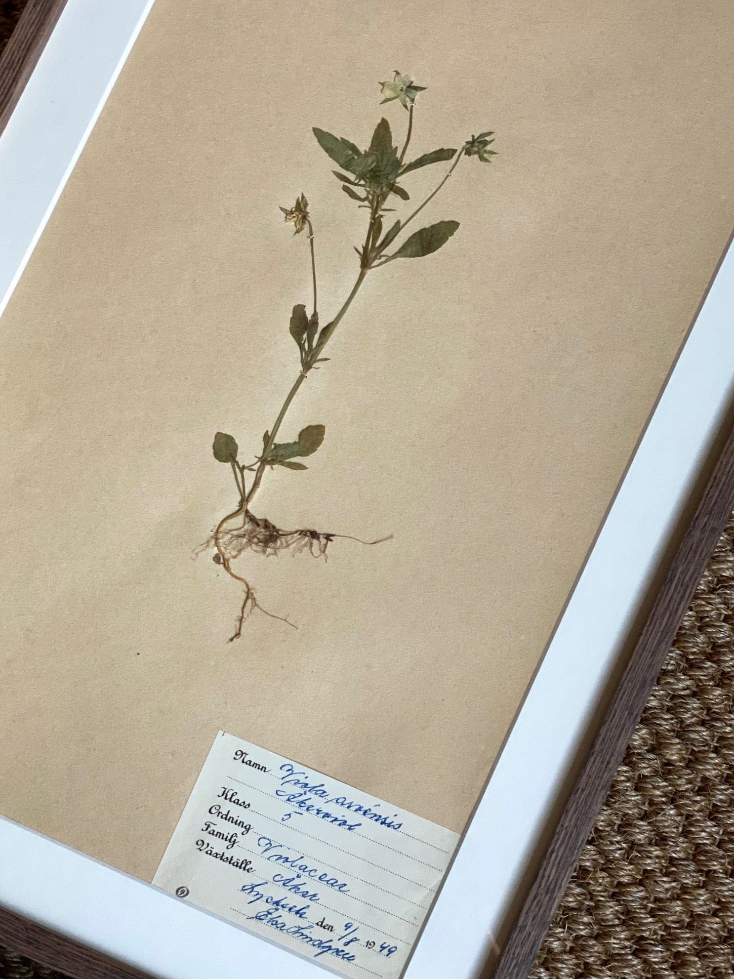 KEPT London Stock Set of six herbariums