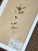 Load image into Gallery viewer, KEPT London Stock Set of six herbariums
