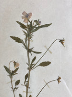 Load image into Gallery viewer, KEPT London Stock Set of six herbariums
