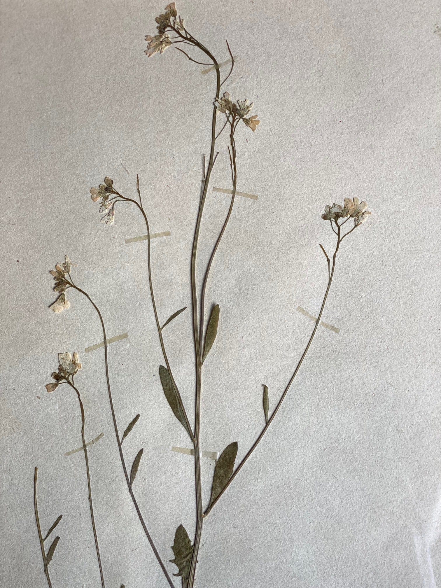 KEPT London Stock Set of six herbariums