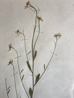 Load image into Gallery viewer, KEPT London Stock Set of six herbariums
