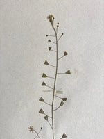 Load image into Gallery viewer, KEPT London Stock Set of six herbariums
