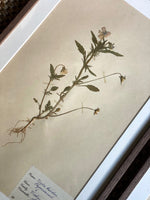 Load image into Gallery viewer, KEPT London Stock Set of six herbariums
